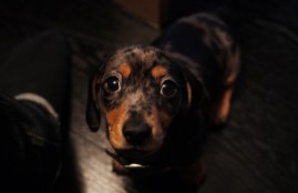 Image for 'New Employee, Taco.'